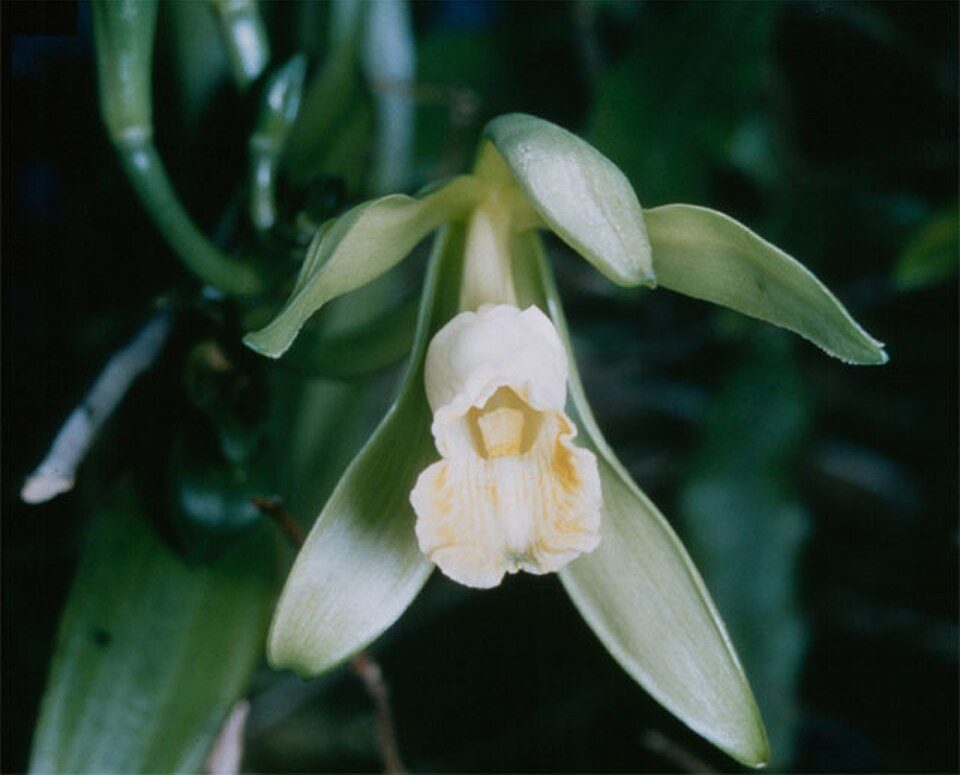 Fleur de Vanilla planifolia